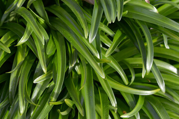 Obraz premium ショウキズイセン 葉模様