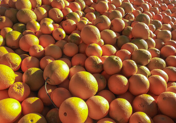 Newly-Picked Oranges in Afternoon Sun Heading to Market  