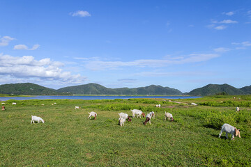 Obraz premium Beautiful clear sky scenery and lush green meadow are filled with a herd of goats grazing for food.