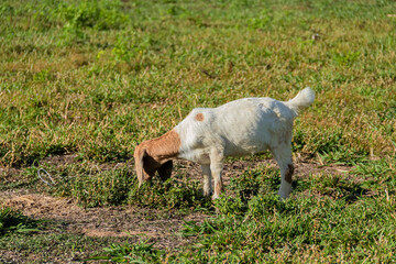 Fototapeta premium Close up of white local goat standing in the meadow.