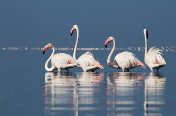 African wild birds. A flock of great flamingos on the blue lagoon against the bright sky