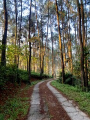 Fototapeta premium path in autumn forest