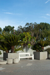 Palm trees and white bench