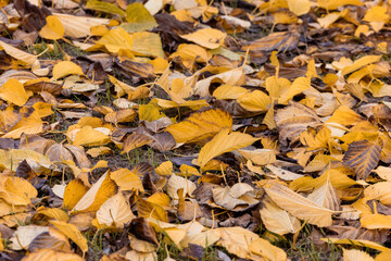 Tapis de feuilles aux couleurs de l'automne.