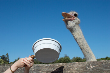 Ostrich eating pellets at farm