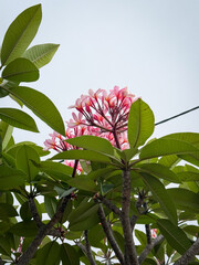 Pink frangipani