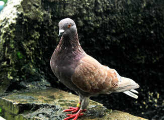 A kept pigeon is looking for food in the wild while waiting for its mate to arrive.