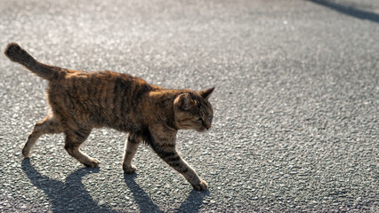 路地を歩く可愛い野良猫