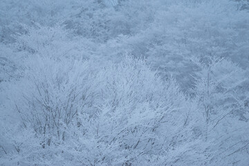美しい霧氷の森