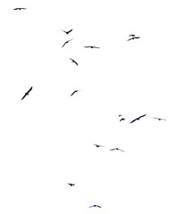 A flock of birds in flight isolated on a white background