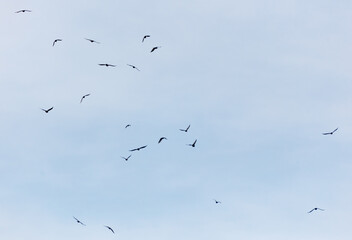 A flock of birds flying in the sky