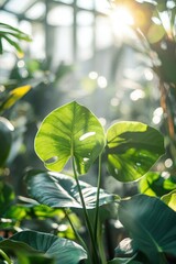 Obraz premium Sunlight filters through greenhouse, illuminating vibrant green leaves and showcasing the beauty of nature in cool blue tones