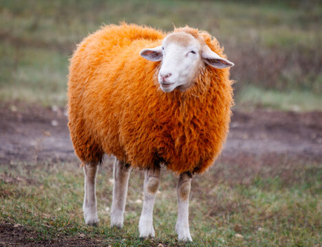 A sheep with a white face and orange wool stands in a field