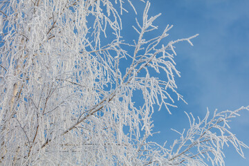 A tree with a lot of snow on it is in front of a blue sky