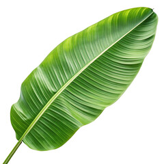 Banana leaf with long, smooth surface isolated on white background.