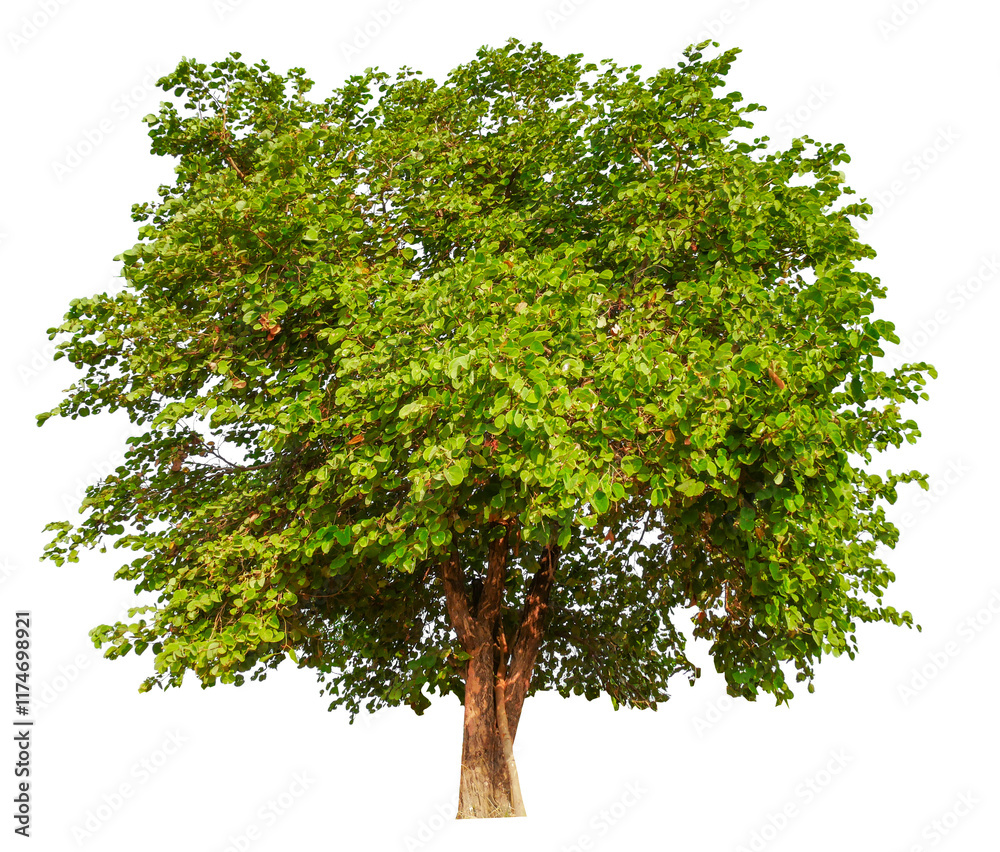 Poster png small tree transparent background removed original background