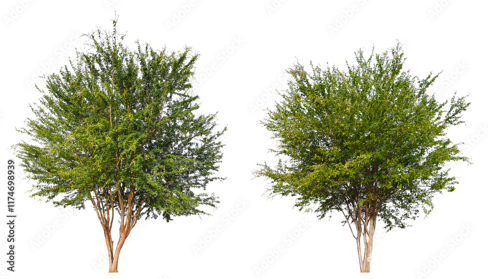 Poster PNG small  tree collection transparent background removed original background