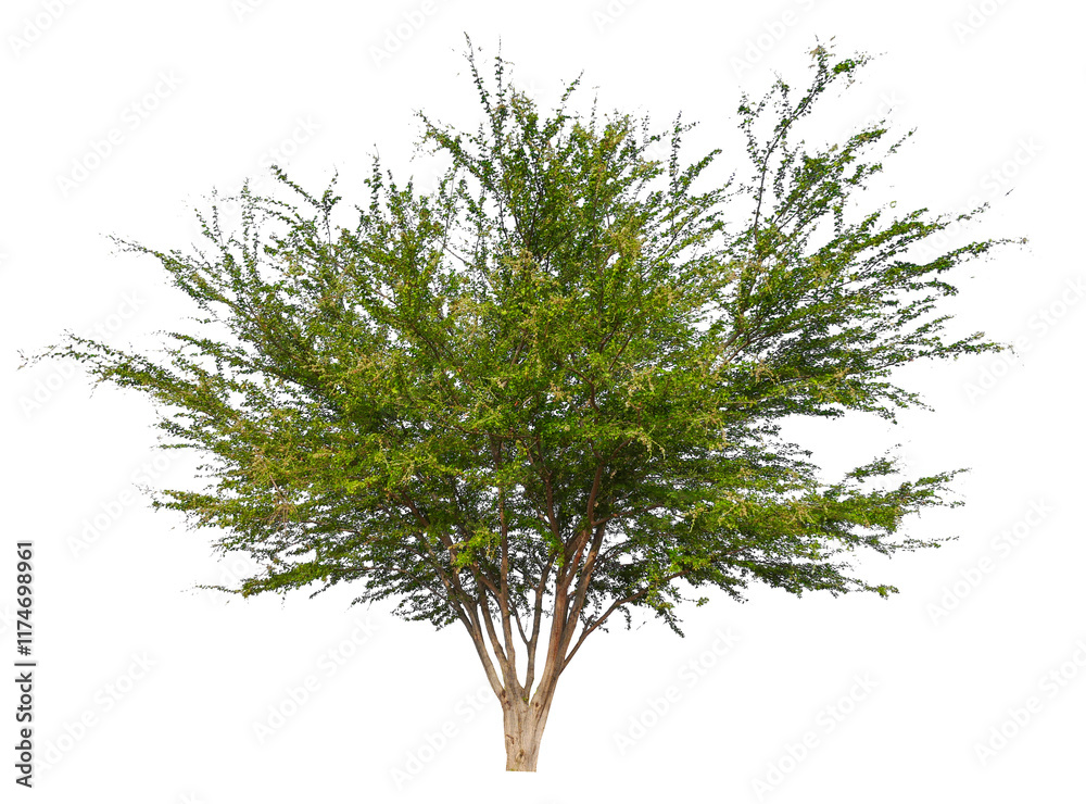 Poster png small tree transparent background removed original background