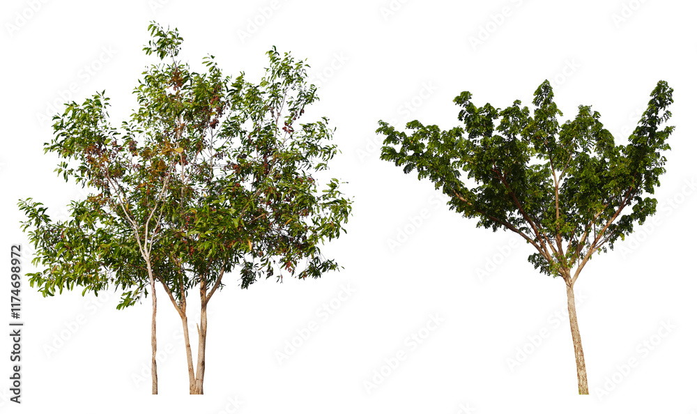 Poster PNG small  tree group transparent background removed original background