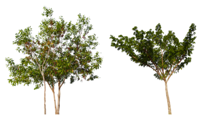 PNG small  tree group transparent background removed original background