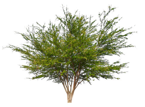 PNG small  tree transparent background removed original background