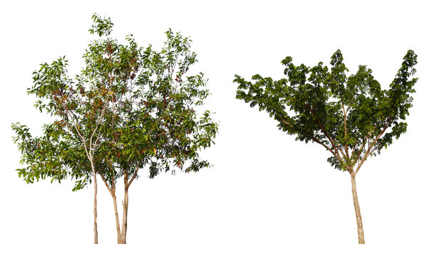 PNG small  tree group transparent background removed original background