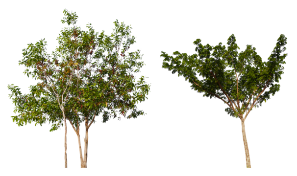 PNG small  tree group transparent background removed original background