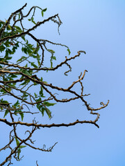 Bare Branches