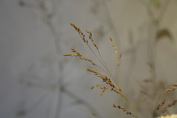 Delicate strands of grass swaying gently in the breeze against a soft background