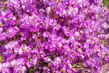 Fototapeta premium Close-up of blooming rhododendron (bagulnik) with vibrant pink flowers. Photographed in Primorsky Krai, Russian Far East. No people, ideal for use as a background