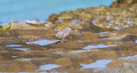 Hooded Plover (Charadrius cucullatus) walking on a reef at low tide. Esperance Western Australia.