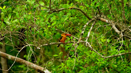 This is a Brown-winged Kingfisher (Pelargopsis amauroptera), a vibrant bird found in mangrove forests of South and Southeast Asia. It has an orange-yellow body, brown wings, and a large red bill.