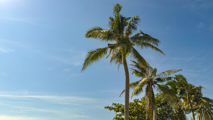 Tropical Paradise: Palm Trees Swaying in the Breeze 