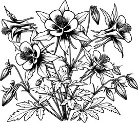 rocky mountain columbine, Colorado blue columbine vector art