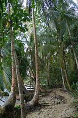 Fototapeta premium Coconut tree