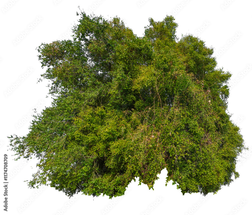 Poster Big tree with small tree group in on one picture, PNG transparent 