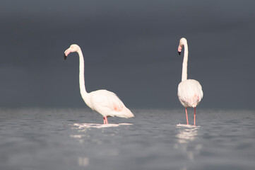 Wild african birds. Two Great african flamingos  walking around the blue lagoon against bright sky