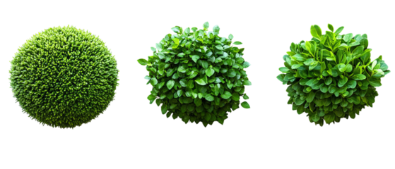 green tree isolated on white background