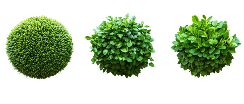 green tree isolated on white background