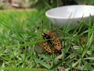 Just a lil butterfly sitting in the grass. 