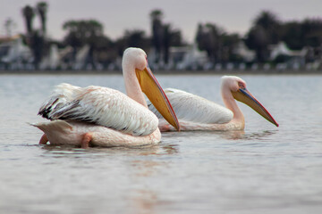 Two Great White Pelicans on a blue lagoon on a sunny morning