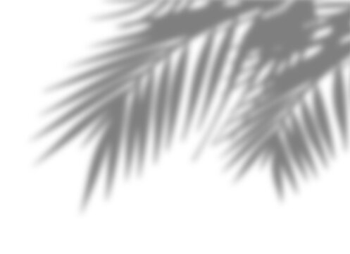 Palm tree branches shadow overlay. Tropical shadow overlay effect isolated on transparent background