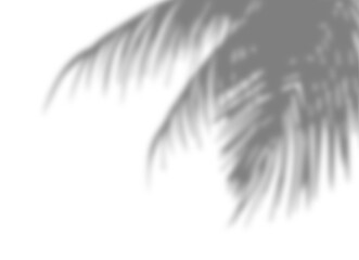 Palm tree branches shadow overlay. Tropical shadow overlay effect isolated on transparent background