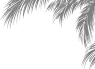 Palm tree branches shadow overlay. Tropical shadow overlay effect isolated on transparent background © Faisal