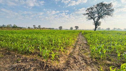 field of corn