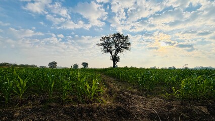 field with blue sky and clouds