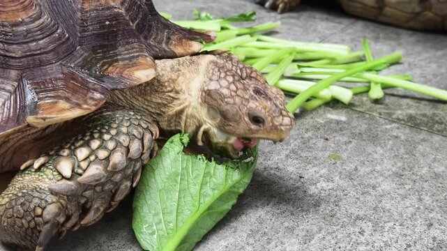 Large brown sea turtle in its natural habitat