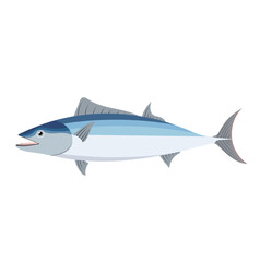 Atlantic Bonito Tuna Fish Illustration Isolated on White Background