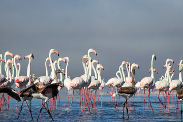 African wild birds. A flock of great flamingos on the blue lagoon against the bright sky