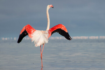 African wild birds. Lone great flamingo on the blue lagoon in the morning